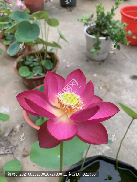碗蓮