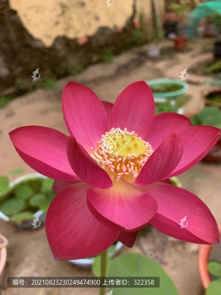 碗蓮