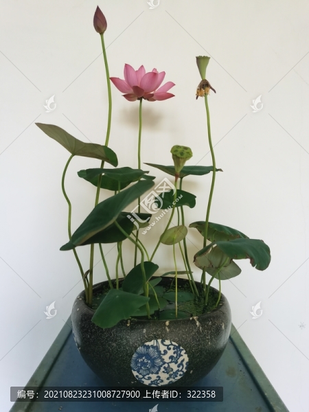 碗蓮