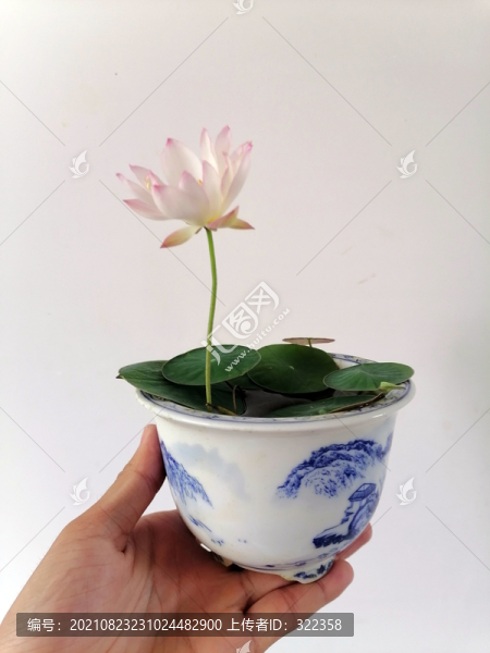 碗蓮