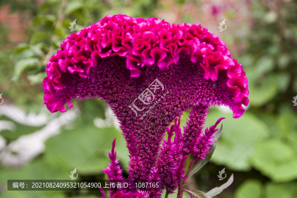 雞冠花