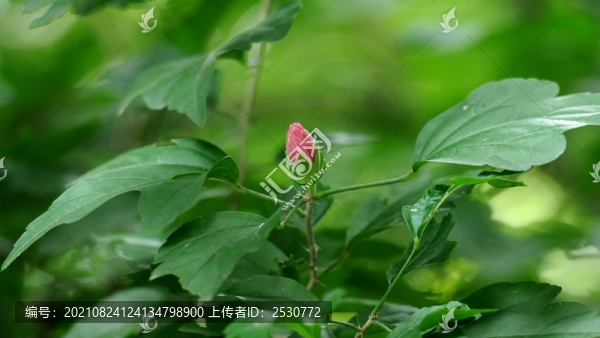 木槿
