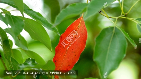 樟