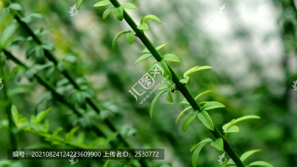 迎春花