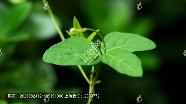 勞豆