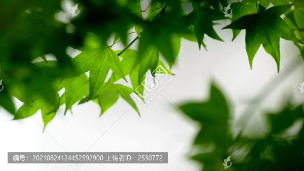 元寶槭