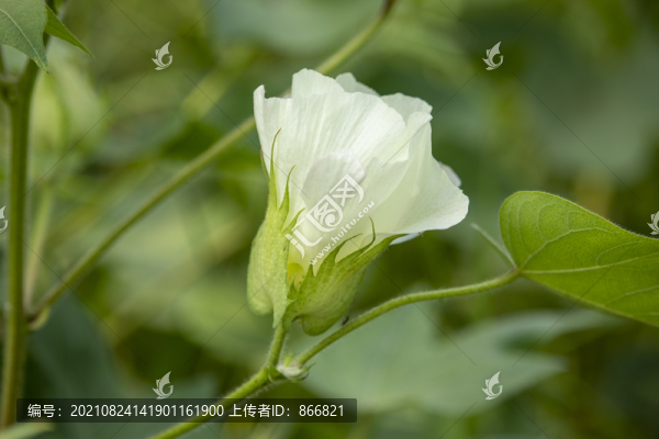 棉花花