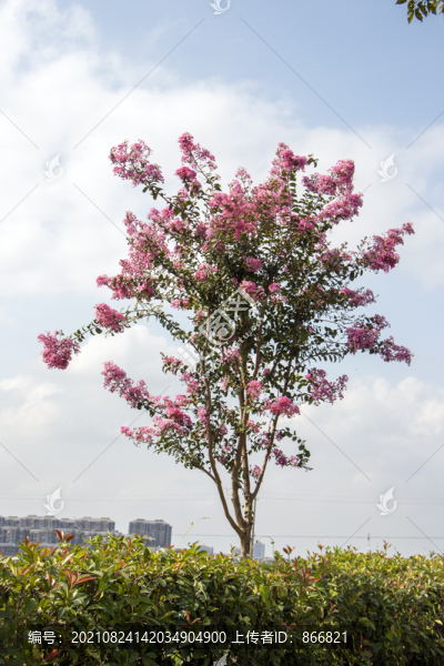 紫薇花