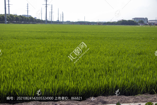 千畝稻田