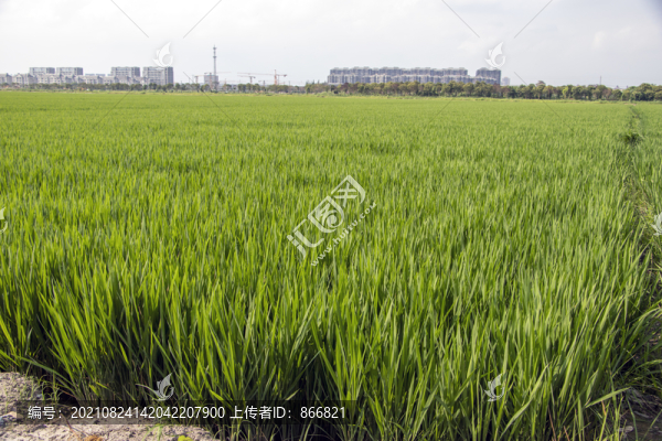千畝稻田