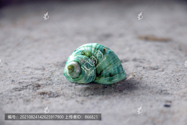綠蠑螺