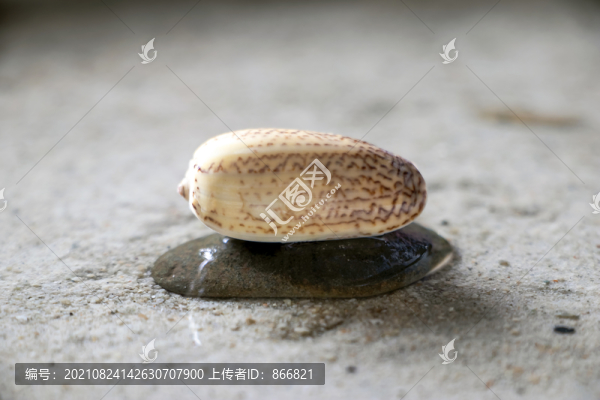 榧螺