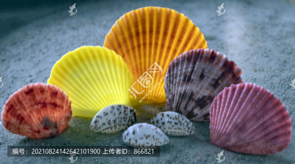 五彩扇貝