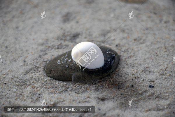 竇螺
