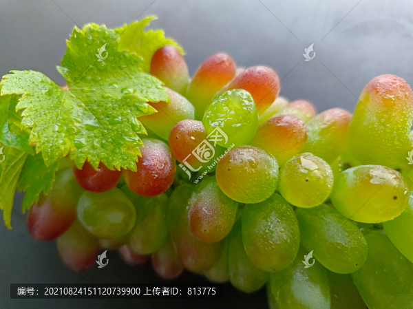 鮮葉葡萄綠翡翠