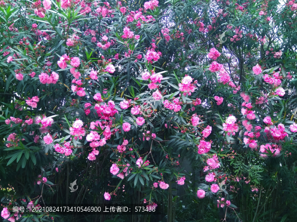 夾竹桃花