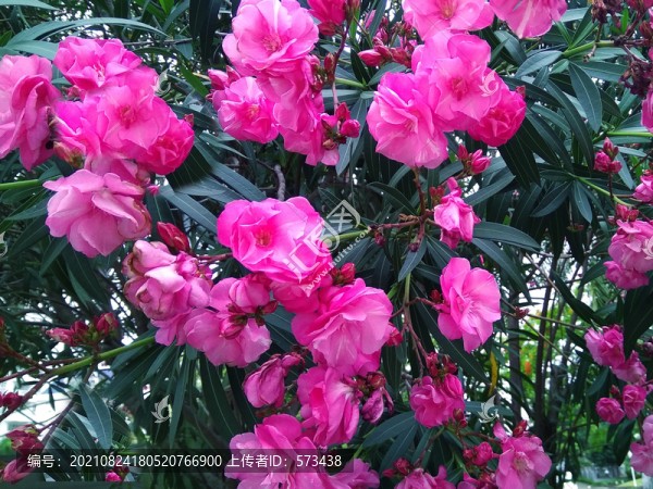 夾竹桃花
