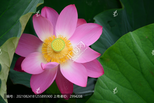 荷花盛開