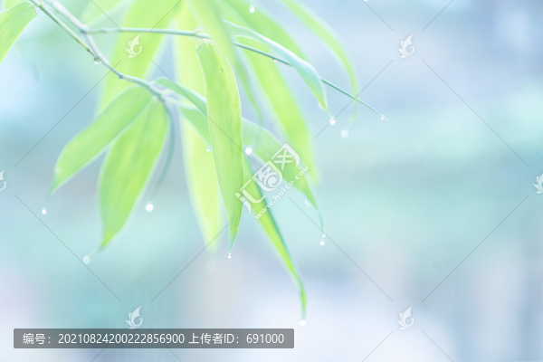 雨后清晨葉尖掛著水珠的竹葉