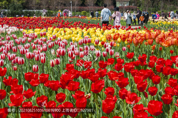 春天植物園盛開的郁金香花