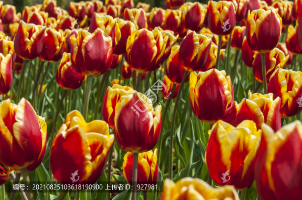 春天植物園盛開的郁金香花