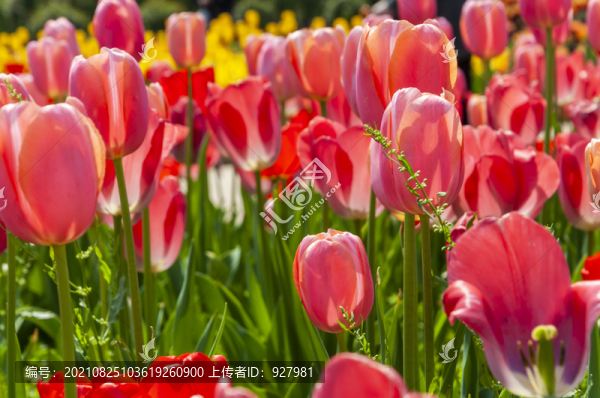 春天植物園盛開的郁金香花