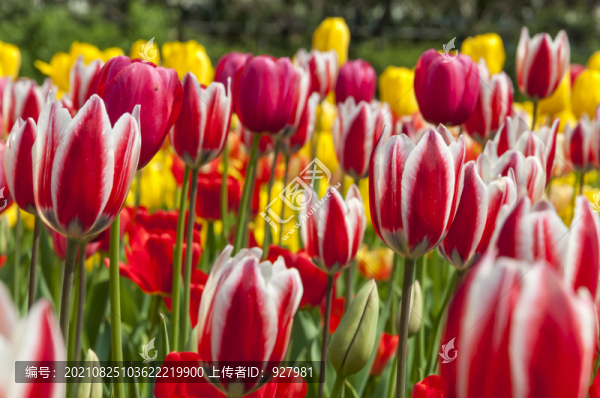 春天植物園盛開的郁金香花