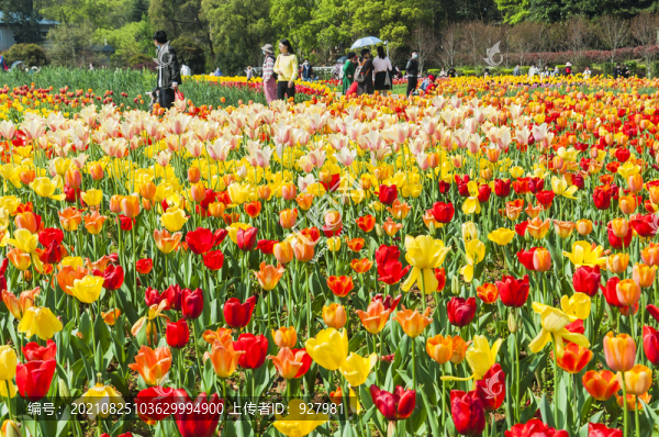 春天植物園盛開的郁金香花