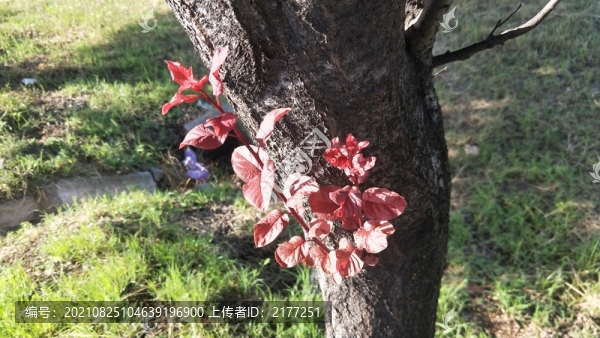 陽光下的葉子