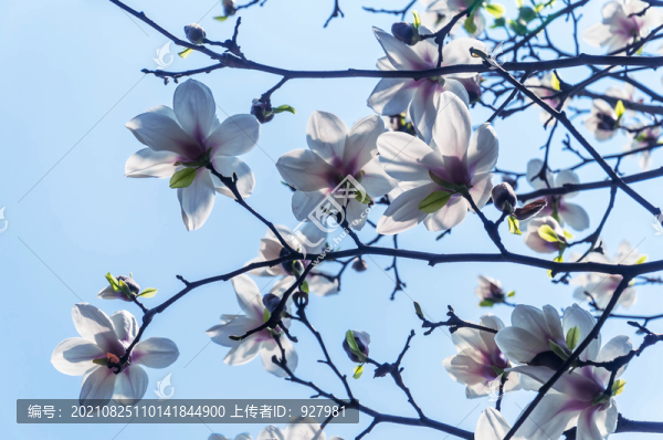 公園里盛開的白玉蘭花