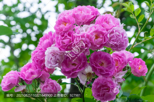 盛開的薔薇花