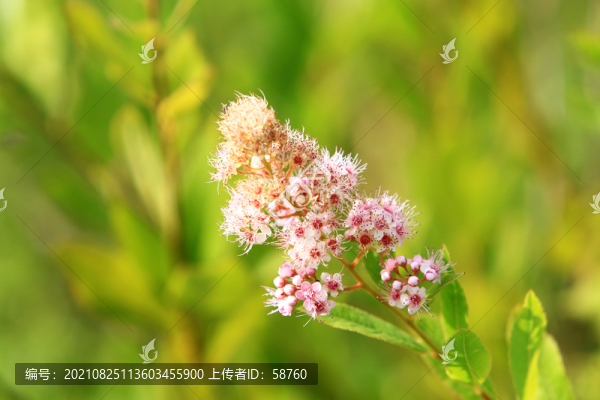 呼倫貝爾草原野生植物繡線菊