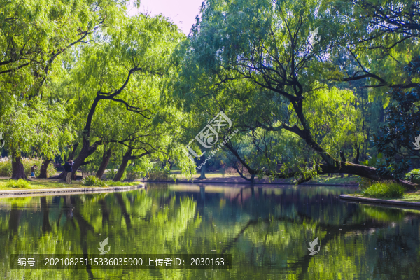 森林水景