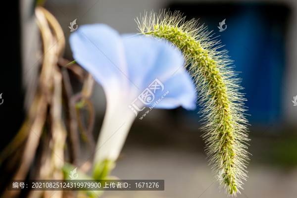 狗尾巴草