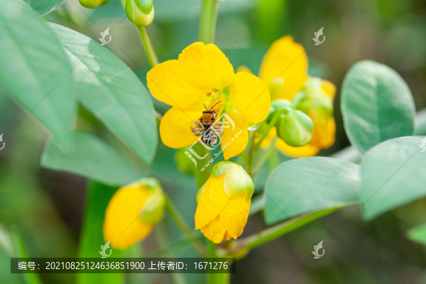 決明子花