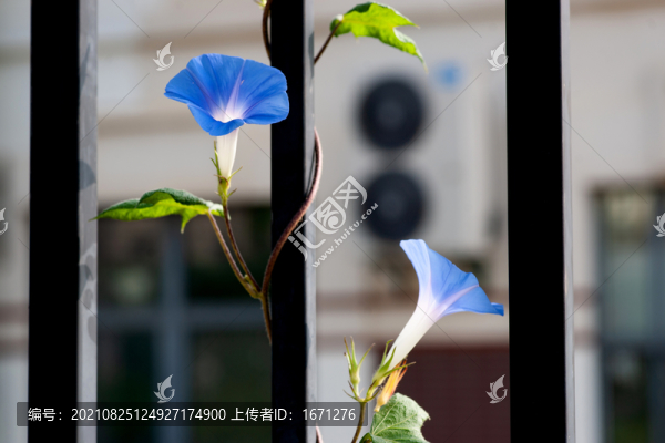 牽牛花