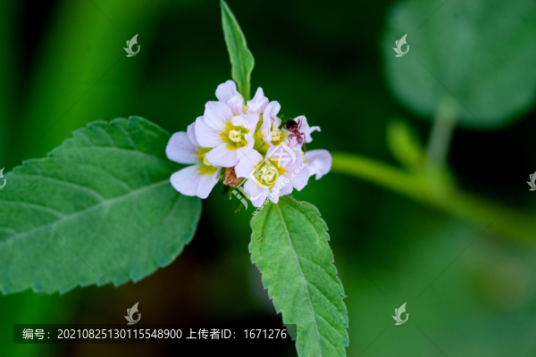 馬松子