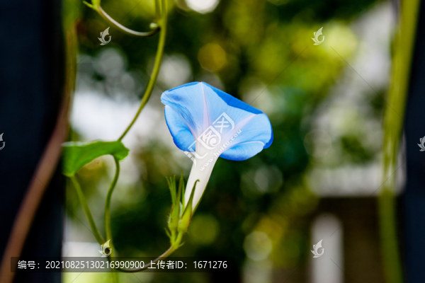 柵欄牽牛花