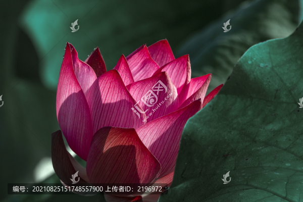 紅荷花