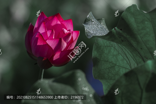 紅荷花圖片
