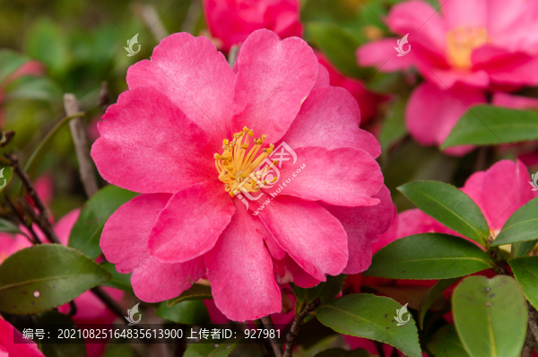 紅色的山茶花開
