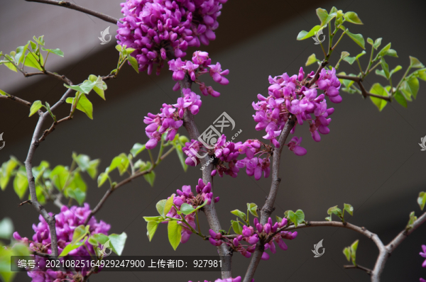 美麗的紫荊花開