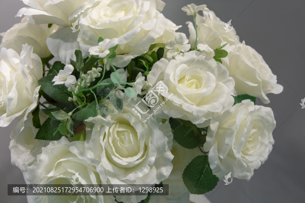 白色月季花