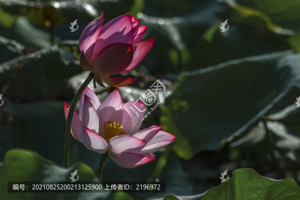 兩朵錯落有致的紅荷花