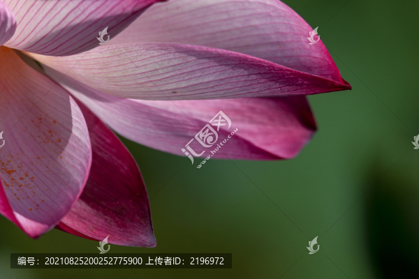 特寫紅荷