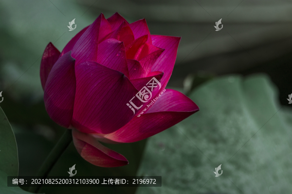 美麗的紅荷花