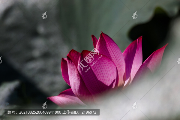 意境荷花