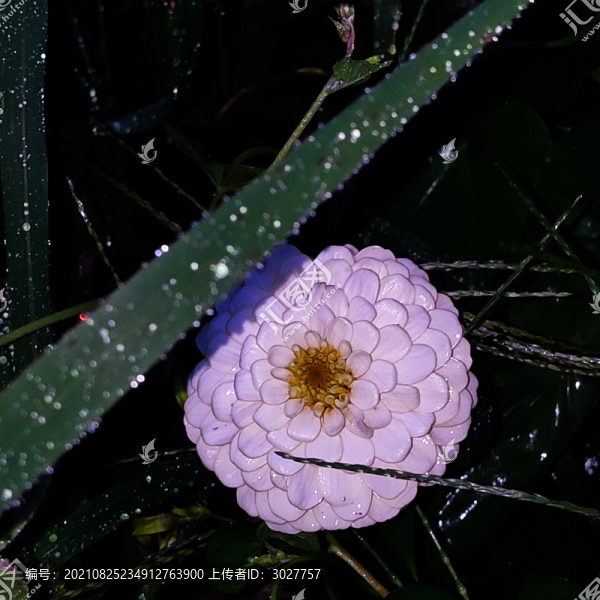 百日菊