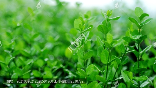 石楠