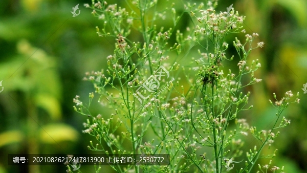 小蓬草